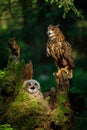Owl parent and chick. Adult and juvenile eagle owls, Bubo bubo, perched on rotten stump. Breeding season. Adorable fluffy owl cub Royalty Free Stock Photo