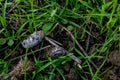 Owl pellet laying on the field, bird of prey pellets with fur and bones sticking out, indigested parts of animals eaten by olws,