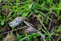 Owl pellet laying on the field, bird of prey pellets with fur and bones sticking out, indigested parts of animals eaten by olws,