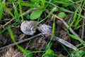 Owl pellet laying on the field, bird of prey pellets with fur and bones sticking out, indigested parts of animals eaten by olws,