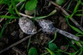 Owl pellet laying on the field, bird of prey pellets with fur and bones sticking out, indigested parts of animals eaten by olws,