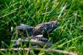 Owl pellets, indigested parts of animals eaten by olws, owl spit, vomit or regurgitation, are materials from the bird`s prey.