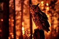 owl on perch, forest ablaze in the night