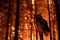 owl on perch, forest ablaze in the night Royalty Free Stock Photo