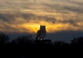 Owl perched atop a tall post stands silhouetted against the colorful backdrop of a sunset sky.