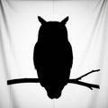 Owl perched on a branch, set against a plain white background. Royalty Free Stock Photo