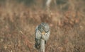 Owl perched on a dry patch of grass in a sunny meadow Royalty Free Stock Photo