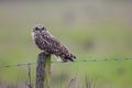 Owl perched on farmland fence post