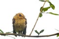 Owl perched on a small branch isolated on white background Royalty Free Stock Photo