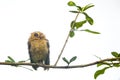 Owl perched on a small branch isolated on white background Royalty Free Stock Photo