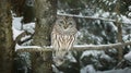 An owl on a snowy tree branch Royalty Free Stock Photo