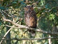 Owl perched on a tree in Baton Rouge, Louisiana