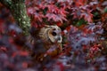 Owl perched on a tree with red autumn foliage Royalty Free Stock Photo