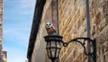 An owl perched on a wrought-iron streetlamp in a Victorian-era cobblestone alleyway. Royalty Free Stock Photo