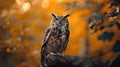 an owl persuades it's prey with its large, bright eyes Royalty Free Stock Photo