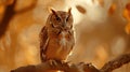 an owl persuades it's prey with its large, bright eyes Royalty Free Stock Photo