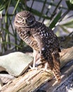 Owl photos. Picture. Image. Portrait. Close-up profile view. Burrowing Owl. Rock and foliage background Royalty Free Stock Photo