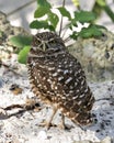 Owl photos. Picture. Image. Portrait. Close-up profile view. Burrowing Owl. Sand and foliage background