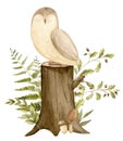 Owl with plants and stump in a forest. Hand drawn watercolor illustration of Bird for Baby Shower on white isolated Royalty Free Stock Photo