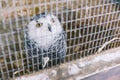 The owl is polar in the cage. The owl is gray-white in color with large plumage. Big yellow eyes and black beak. Iron mesh in the Royalty Free Stock Photo