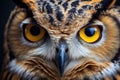 Owl portrait bird face. Generate Ai