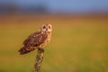 Short eared Owl golden hour
