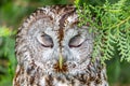 Owl portrait over blurred green background Royalty Free Stock Photo