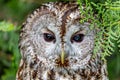 Owl portrait over blurred green background Royalty Free Stock Photo