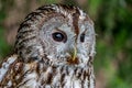 Owl portrait over blurred green background Royalty Free Stock Photo