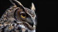 Owl portrait, side view Royalty Free Stock Photo