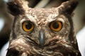 Owl portrait staring at camera close up Royalty Free Stock Photo