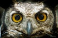 Owl portrait staring at camera close up Royalty Free Stock Photo