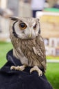 Owl portrait,Strigiformes Royalty Free Stock Photo