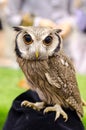 Owl portrait,Strigiformes Royalty Free Stock Photo