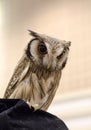 Owl portrait,Strigiformes Royalty Free Stock Photo