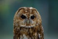 Owl Royalty Free Stock Photo