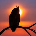 Of an owl possibly a Eurasian eagle owl Bubo bubo is perched Royalty Free Stock Photo