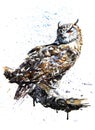 Owl predator watercolor painting drawing