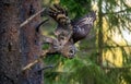 The owl with prey. The Ural owl Strix uralensis. . Summer forest. Natural habitat