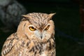 Owl prortrait