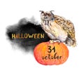 Owl on pumpkin. Halloween watercolor