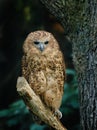 Owl In Riverine Dark Forest. Pel`s Fishing Owl, Scotopelia Peli, Perched On Branch And Waiting For Prey.