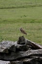 Owl in rural area in bahia