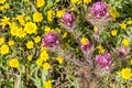 Owl`s clover Castilleja exserta blooming among Goldfield flowers, California