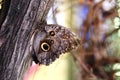 Owl`s eye butterfly Royalty Free Stock Photo