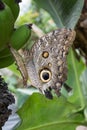 Caligo butterfly resting on a larva Royalty Free Stock Photo