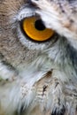 Owl's eye close staring into camera