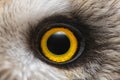 Owl`s eye close-up, macro photo, Eye of the Short-eared Owl, Asio flammeus Royalty Free Stock Photo