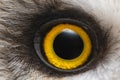 Owl`s eye close-up, macro photo, Eye of the Short-eared Owl, Asio flammeus Royalty Free Stock Photo