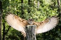 Owl Royalty Free Stock Photo